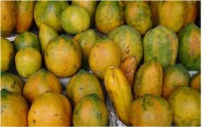 Papaya (Ðu đủ)